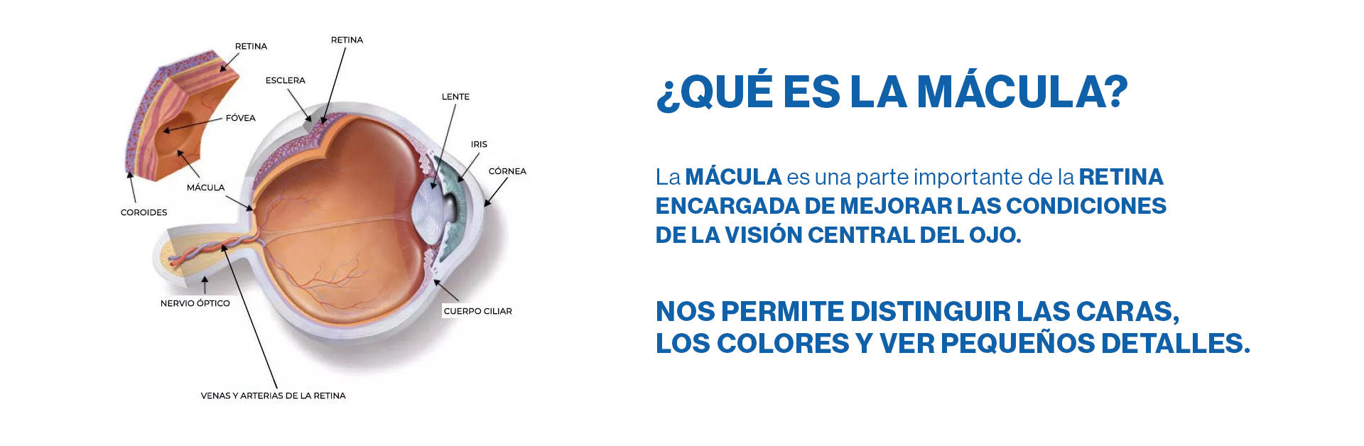 que es la macula