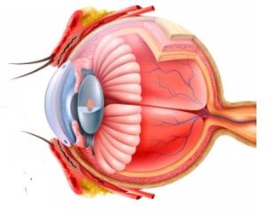 Gráfico de un ojo