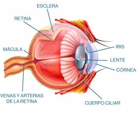 Gráfico de la estructura de un ojo