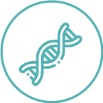 Mujeres que heredaron genes con ciertas mutaciones, como BRCA1 y BRCA2, tienen más riesgo de desarrollar cáncer de mama y cáncer de ovario.4