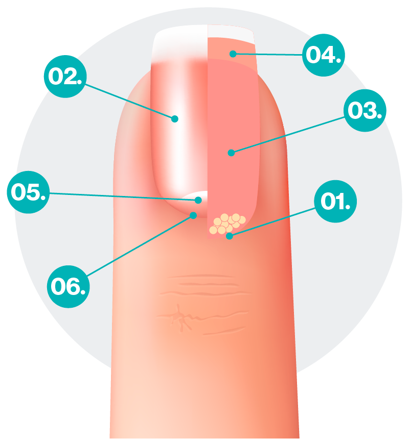 Imagen ilustración anatomía uñas