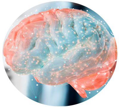 Imagen ilustrativa cerebro