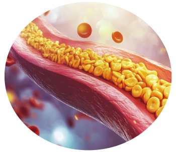 Imagen ilustrativa lipoproteínas colesterol