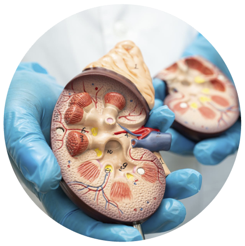 Nefropatía por IgA - Qué es un glomerulo